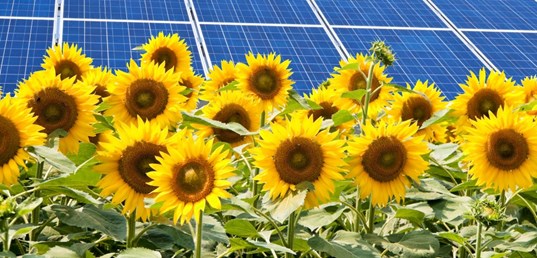 Solrosor framför solceller