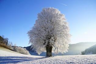Frostigt träd med snö på backen
