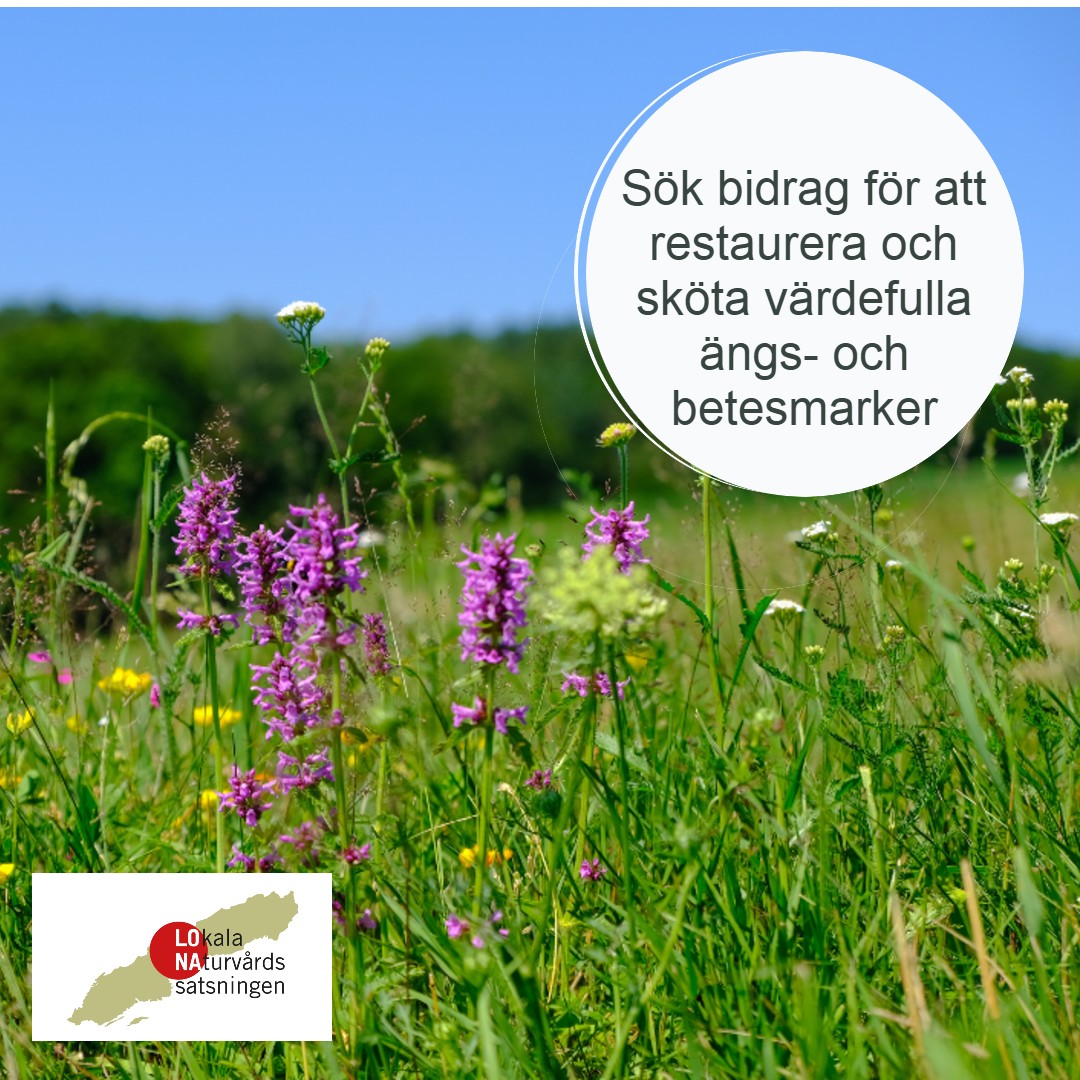 LONA Äng