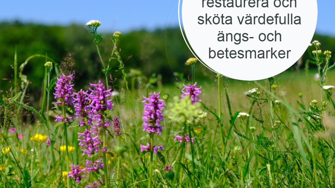 LONA Äng