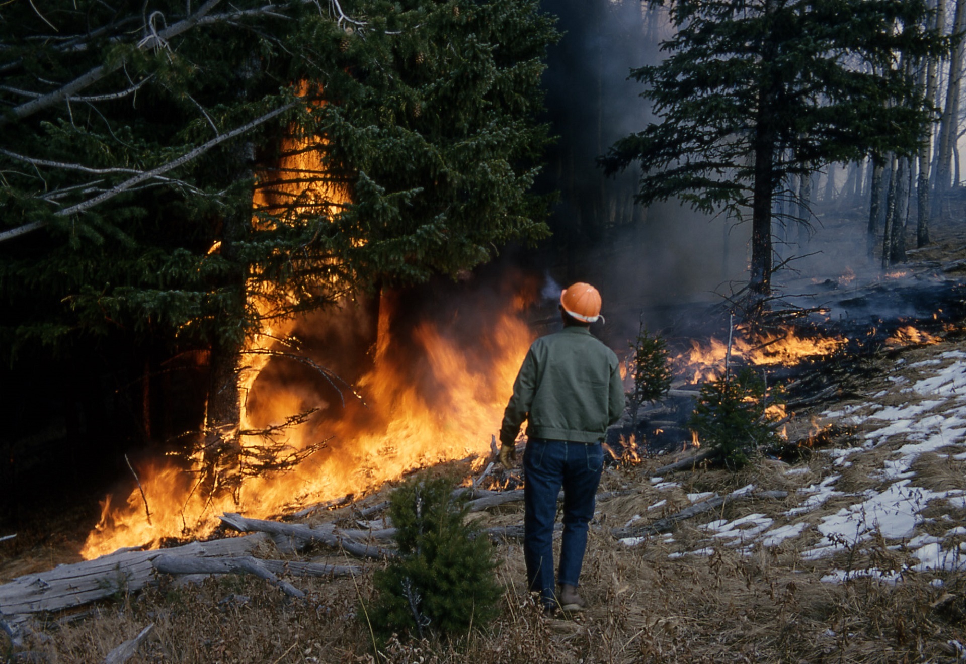 Forest Wilderness Brush Smoke Fire