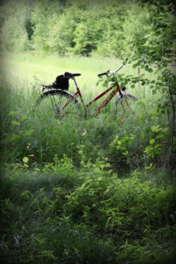 En cykel i grön vegetation